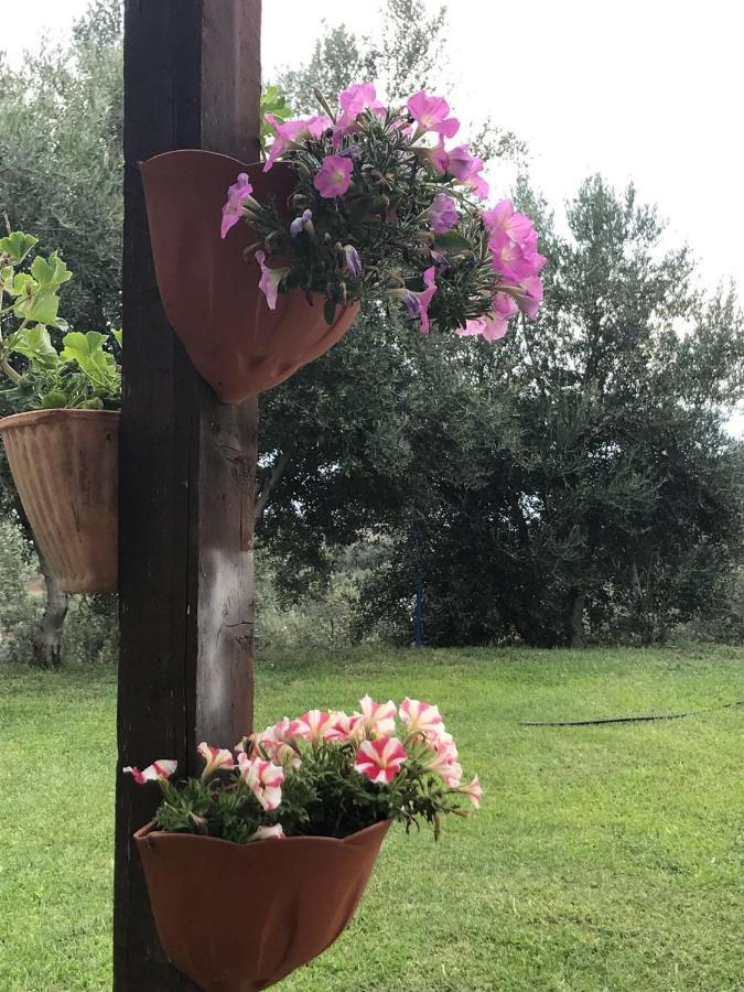 Agriturismo Pingitore Luzzi Dış mekan fotoğraf
