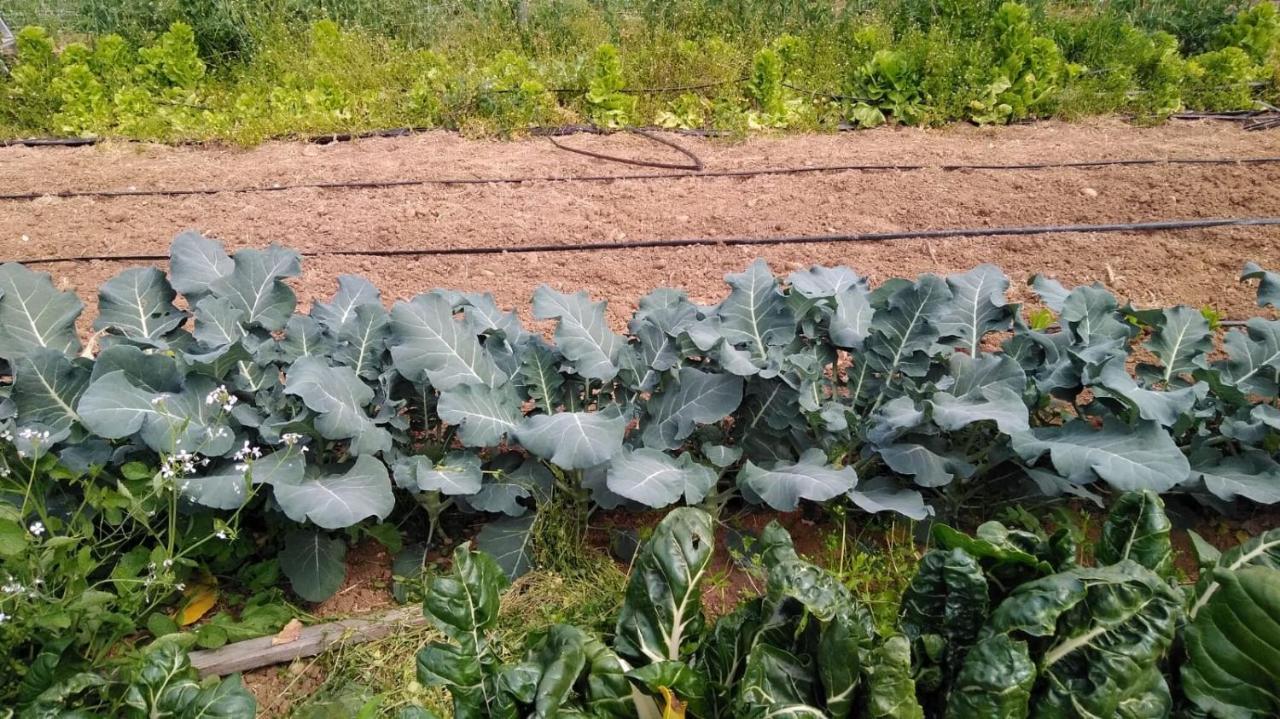 Agriturismo Pingitore Luzzi Dış mekan fotoğraf