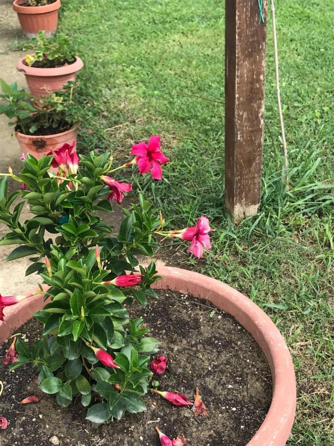 Agriturismo Pingitore Luzzi Dış mekan fotoğraf